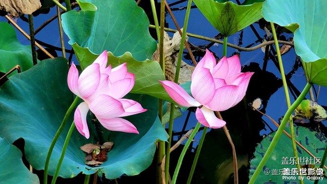 《每周星鮮事》第40期：Galaxy新品發(fā)布會 敬請期待