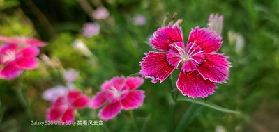 Galaxy S20 Ultra 5G   【石竹】