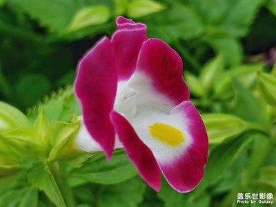 無名小花