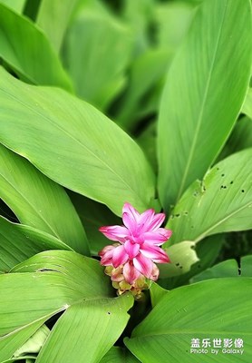 [美好速記]——花卉隨拍