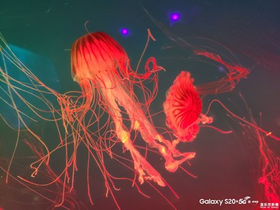 Galaxy S20+  海之舞