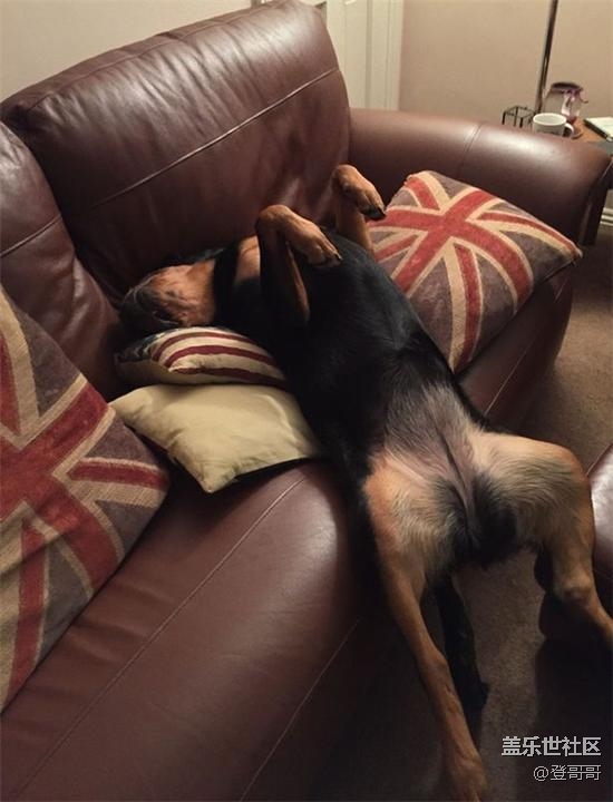 已開(kāi)獎(jiǎng)【9月寵物活動(dòng)第二期】最懶的萌二貨 已開(kāi)獎(jiǎng)【9月寵物活動(dòng)第二期】最懶的萌二貨