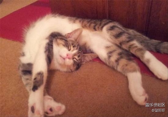 已開(kāi)獎(jiǎng)【9月寵物活動(dòng)第二期】最懶的萌二貨 已開(kāi)獎(jiǎng)【9月寵物活動(dòng)第二期】最懶的萌二貨