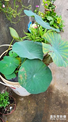花草