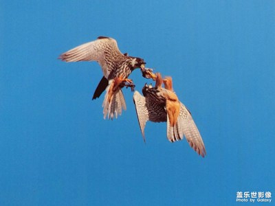 空中霸主