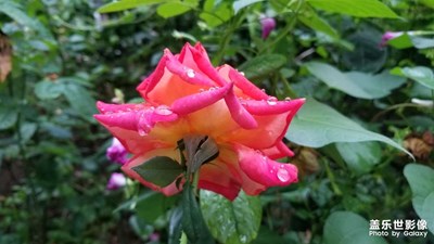 雨后的紅花