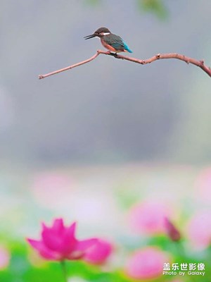 荷塘小翠