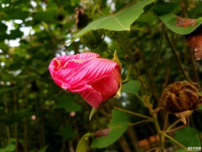【天下秋】+秋日的銀河公園