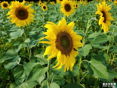 發(fā)個太陽花