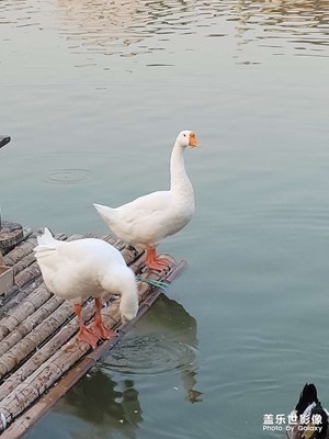 鵝