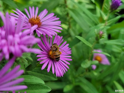 【天下秋】+小秋菊