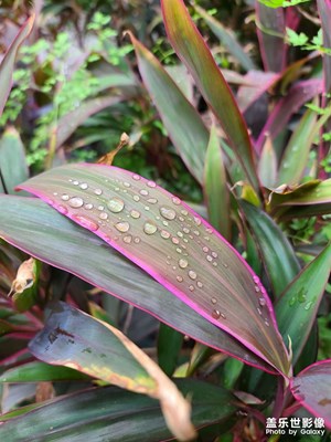 雨后葉子