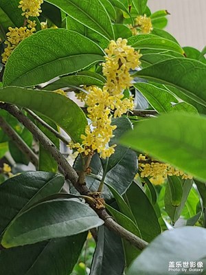 桂花芙蓉