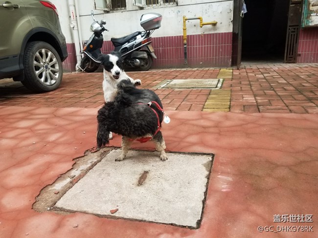 #歡度雙節(jié)# 狗狗的歡樂