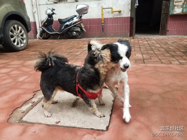 #歡度雙節(jié)# 狗狗的歡樂