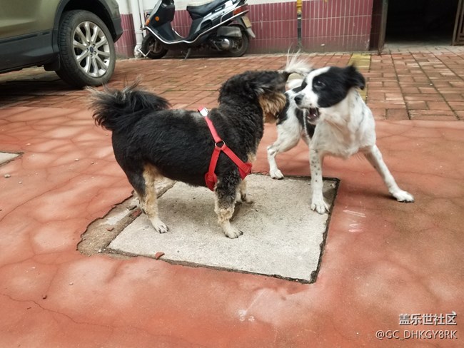 #歡度雙節(jié)# 狗狗的歡樂