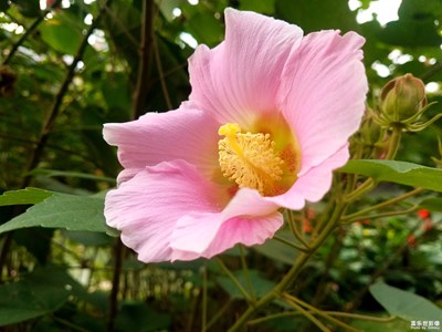 【假日麗影】+公園的木芙蓉