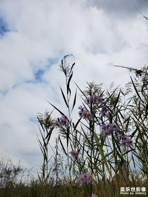 蘆花蕩