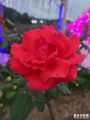 玫瑰花特寫