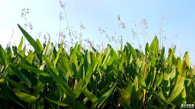 【假日麗影】+午時的陶沖湖公園