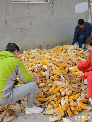 農(nóng)活之一