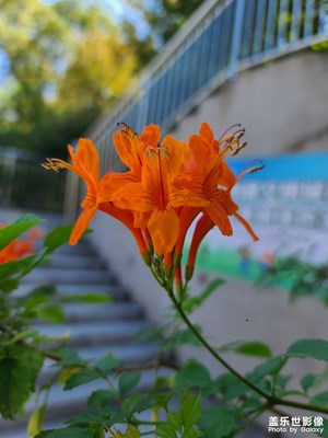 花語(yǔ)