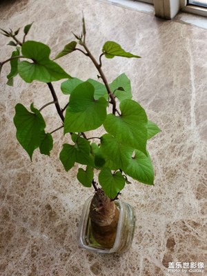 紅薯漲勢良好