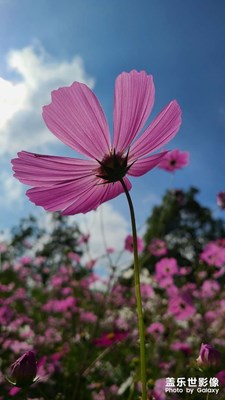 國慶格桑花