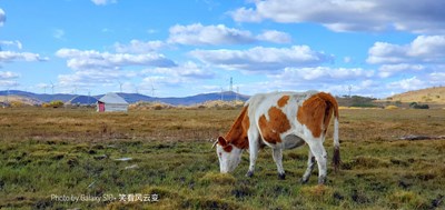 Galaxy S10+    逐夢壩上草原（二）