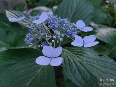 小花很美。