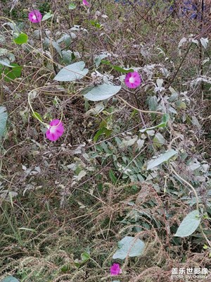 路邊的野花