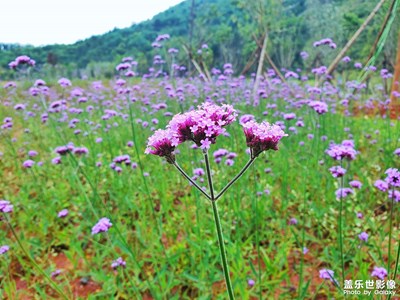 馬鞭草