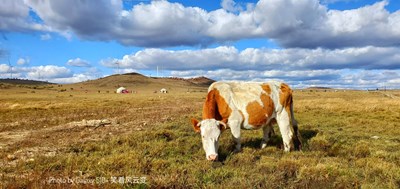 Galaxy S10+ 壩上風(fēng)光之草原牧歌