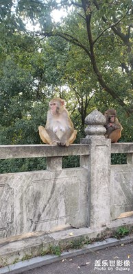 大九還是可以的