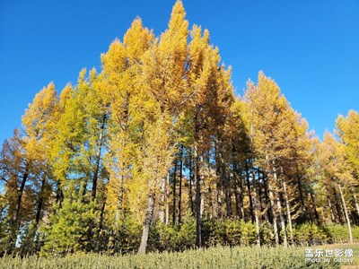 秋季草原自駕游