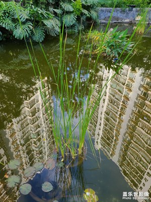 重陽節(jié)