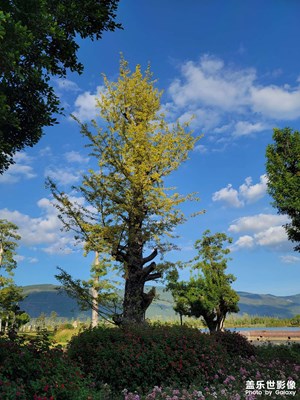 九九重陽 云南風(fēng)景秀麗