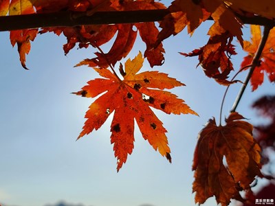 【多彩深秋】+洋湖溝