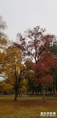 【多彩深秋】+公園里的秋景