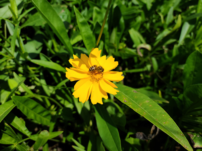 一只小蜜蜂, 飛進(jìn)花叢中。。。