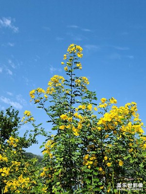 黃花