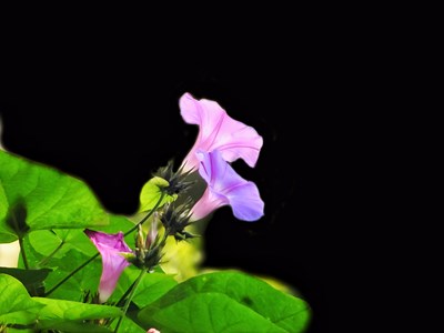 【花花世界】+喇叭奏樂(lè)