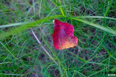【花花世界】+葉花一世界