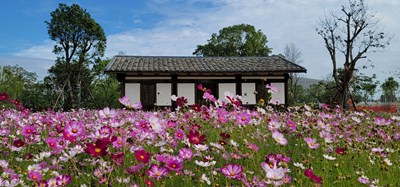 【花花世界】波斯菊