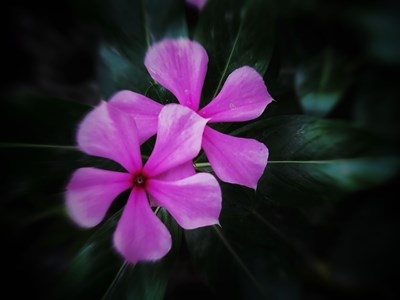 【花花世界】+花花的世界