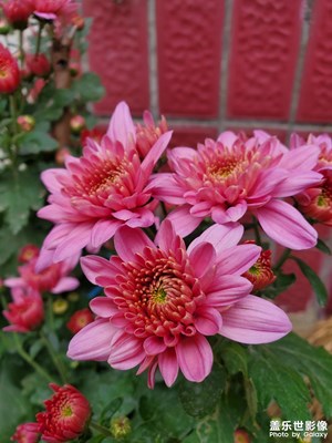 家門口小花隨拍