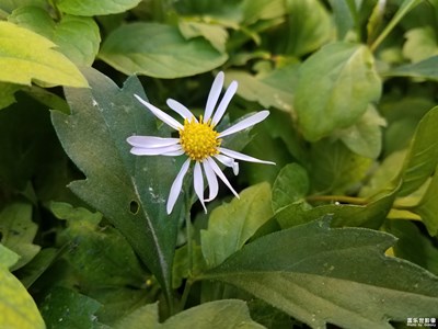 【花花世界】+路邊的野花