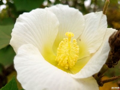 【花花世界】+花團(tuán)錦簇