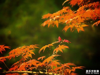 【花花世界】+深秋楓葉紅