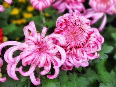 【花花世界】+秋菊